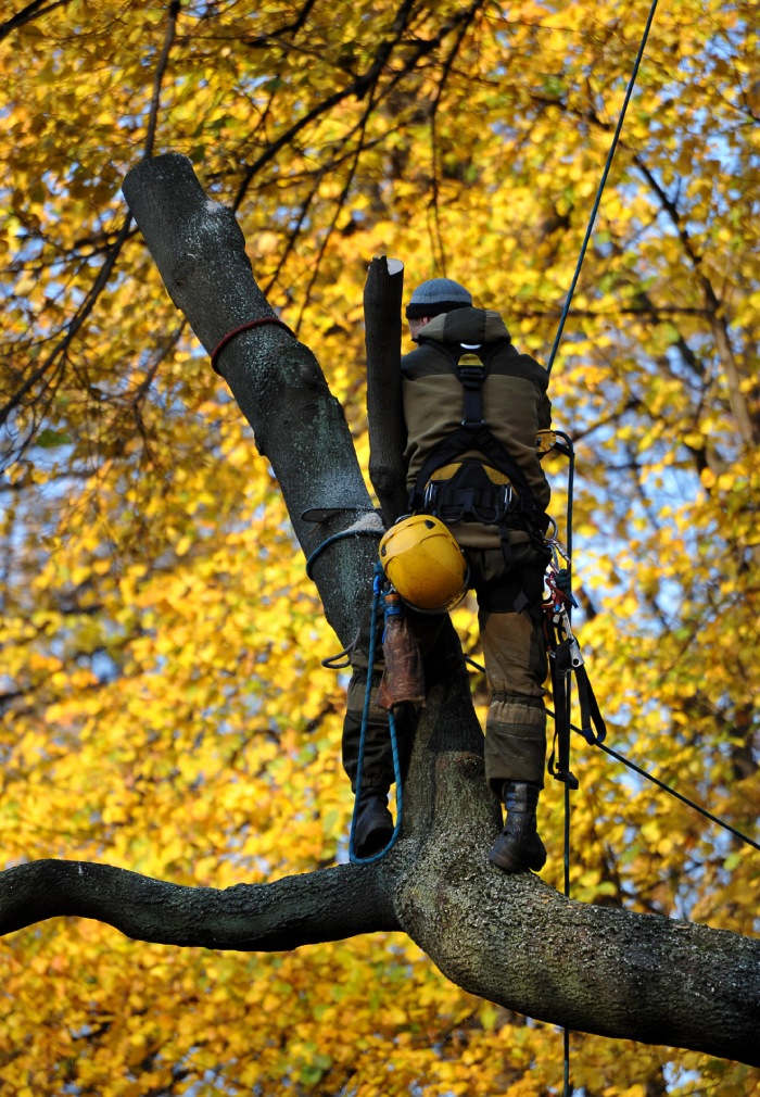 Élagueur professionnel en intervention sécurisée