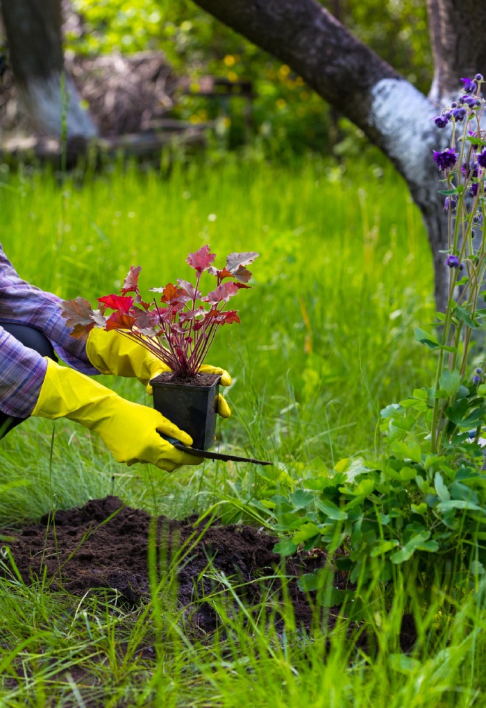 Plantation de plantes de jardin