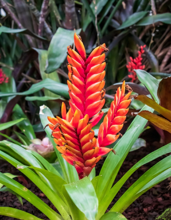 Plante exotique rouge tropicale