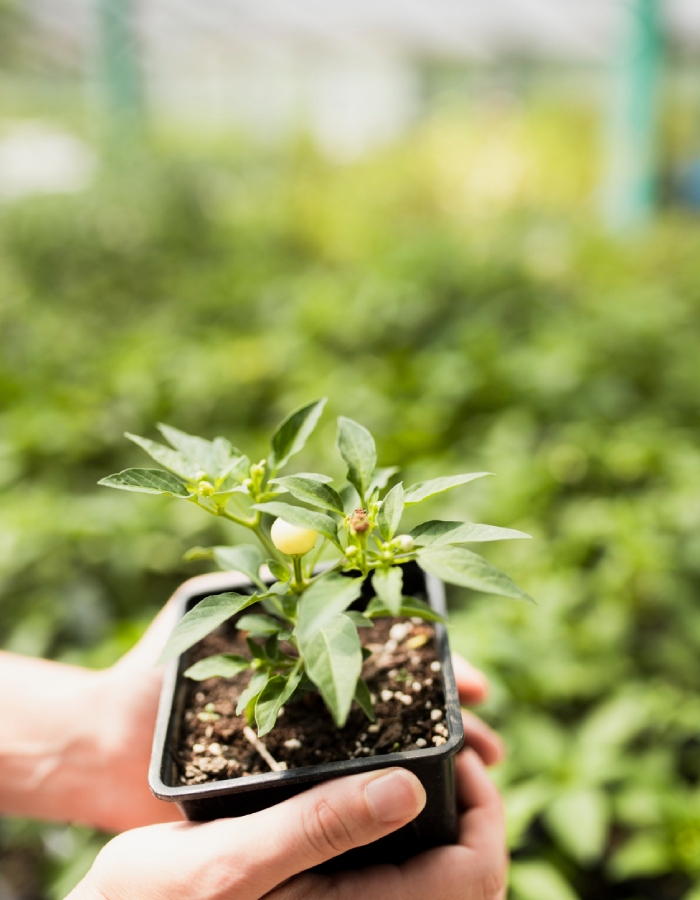 Plant de pépinière prêt à planter